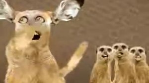 Мая хі мая ху