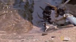 Новая озвучка в мире животных 2 от Джавида