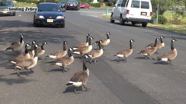 CRAZY CANADA GEESE смотреть онлайн