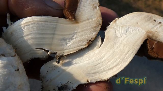 AGARICUS GENNADII --Agaricus gennadii--Chitonia gennadii-- Chatin & Boud., J. Bot. 1898- -(204k30f смотреть онлайн