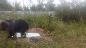 Центр реабилитации диких животных "Феникс" Калуга. Медведица Маша.