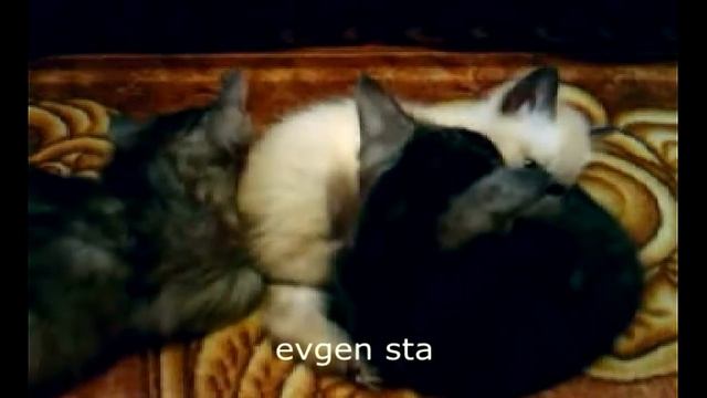 Кошачьи приколы