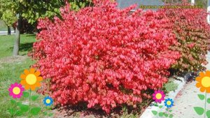 Бересклет крылатый. Краткий обзор, описание характеристик euonymus alatus