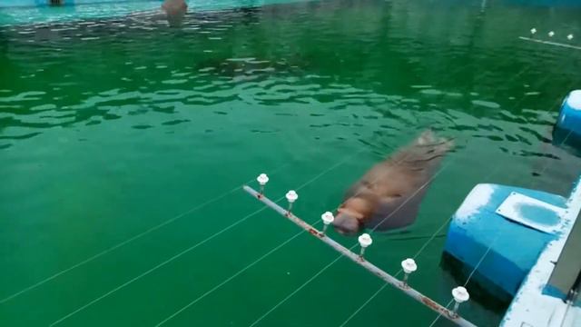 Моржи ижевский зоопарк ноябрь 2016 смотреть онлайн