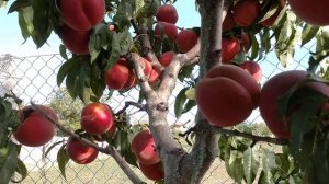 Персик Роял Естет. Peach Royal Estate. Гарнющий і смачнющий сорт! Топ смакових характеристик!