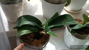 Орхидеи на Южном окне🌺Продолжение 2часть