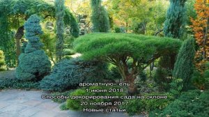 Использование хвойных растений в ландшафтном дизайне