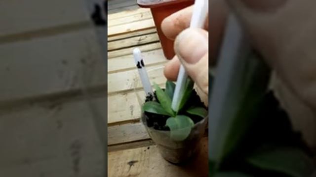 эустома  , подкормка растюшек гуматом калия ??????