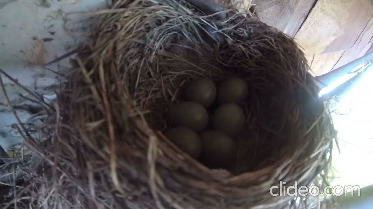 Утренние напевы. смотреть онлайн