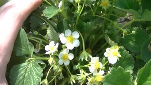 Нужен совет знатоков.Что за сорт клубники?