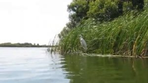 Город Кирсанов, белые цапли на озере Прорва