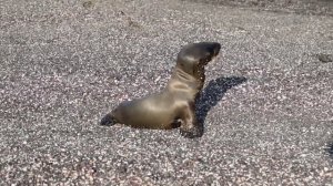 Galapagos Sea Lion Facts