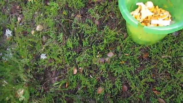 Валерій Шпичка Сезонная работа в Финляндии. грибы лисички 2016 смотреть онлайн