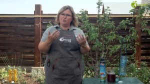 Как бороться с осами?❌Только эффективные средства!