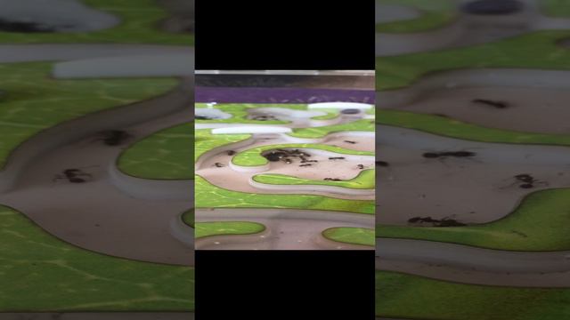 Интересное видео 🥇⚜️