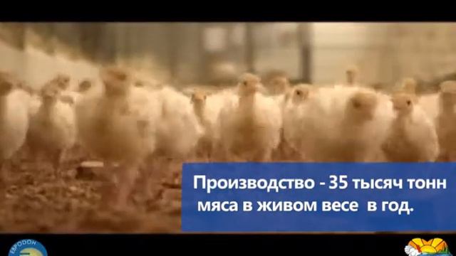 евродон