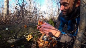 Вешенки устричная. Как приготовить Вешенку вкусно