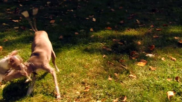 Italian Greyhound play/fight action with Iggy Enzo! смотреть онлайн