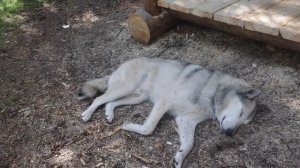 УШЛИ ОТ ЛЮДЕЙ В ИЗБУ. С ЖЕНОЙ В ЛЕСНОЙ БАНЕ. ТАЕЖНЫЙ БЫТ.