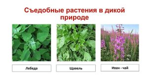 Тема 39. Дикорастущие растения. Съедобные и ядовитые дикорастущие растения
