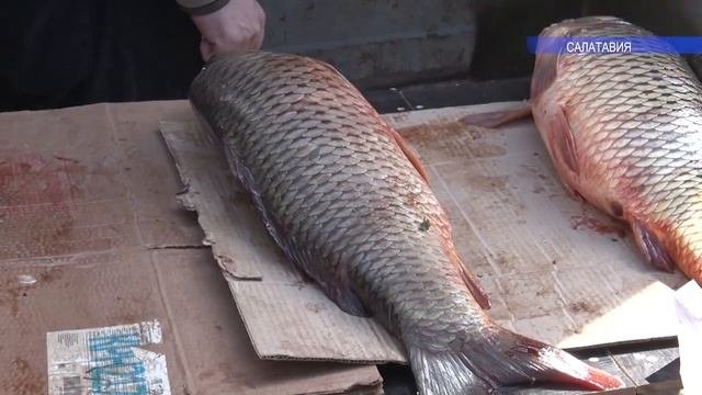 Ярмарка сельхозтоваропроизводителей в Казбековском районе
