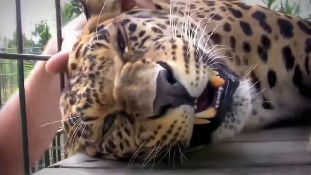 Most Murka. Big wild cats // Большая мурка.Большие дикие кошки смотреть онлайн