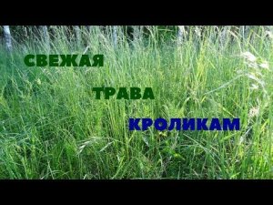 Когда можно и когда нельзя кормить кроликов свежескошенной травой