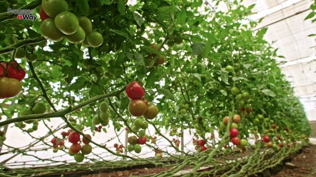 СЕКРЕТНОЕ СРЕДСТВО ОТ ФИТОФТОРЫ ТОМАТОВ смотреть онлайн