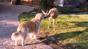 385 Сергей Войтенко - Песенка Горыныча