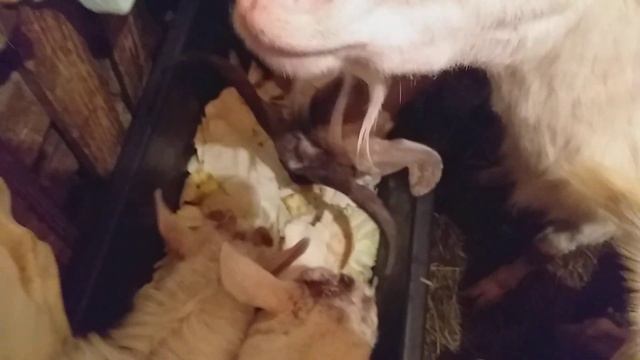 Недоношенный козленок // Неудачный окот 2021 смотреть онлайн