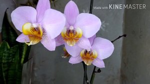 Орхидеи Бомонд, Моушен, Голден Брик. Разные системы посадки и наполнение горшков