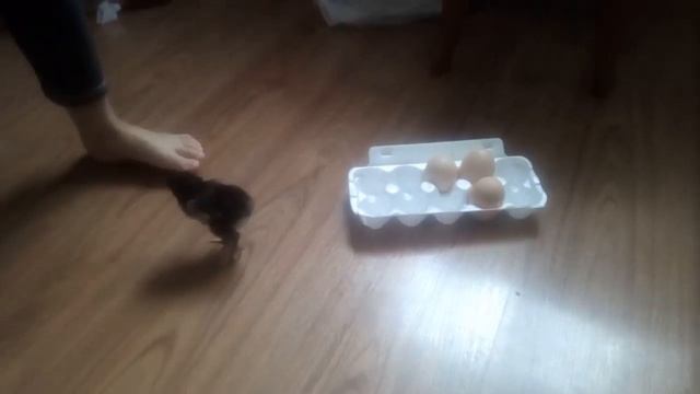 Идея для СКОЛКОВО нано пылесос в комплектации кит комплект смотреть онлайн