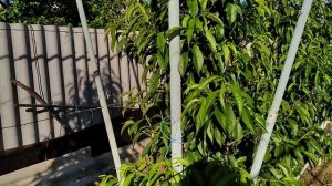 Персик. Формируем веретено.