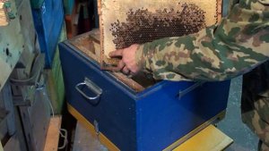 Сборка гнезда пчёл в зиму. Как собрать гнёзда пчёл к зимовке. Вентиляция улья зимой.