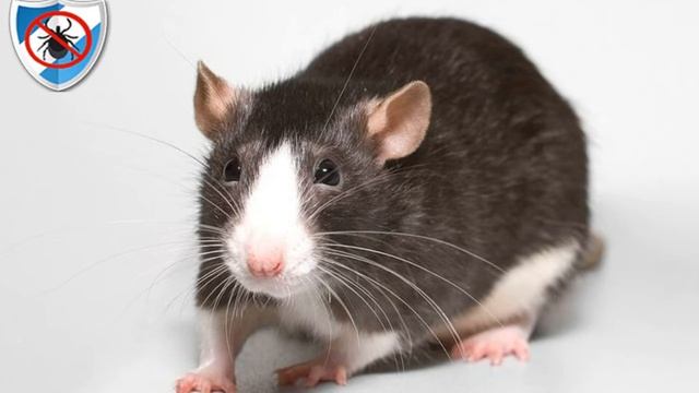 Кто же ест ТАРАКАНОВ? смотреть онлайн