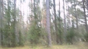 практика прогулка в лесу.mp4