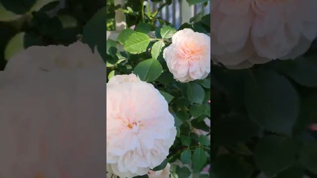 Троянда Сабріна смотреть онлайн