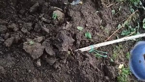 Укрытие однолетнего винограда на зиму