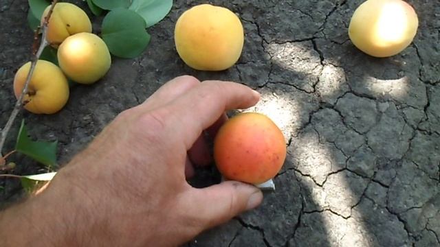 обзор сортов абрикоса NJA 19,Ереваний, Шалах смотреть онлайн