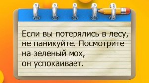 ✔️Не грусти, хочешь спою  или анекдот рассказать? Волк уЛЫБатор хорошее настроение принёс.