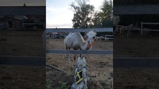 Хаски и верблюд. Двугорбый верблюд в Сибири. На пробежке ??