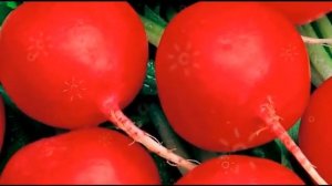 редис польза, чем полезна редиска