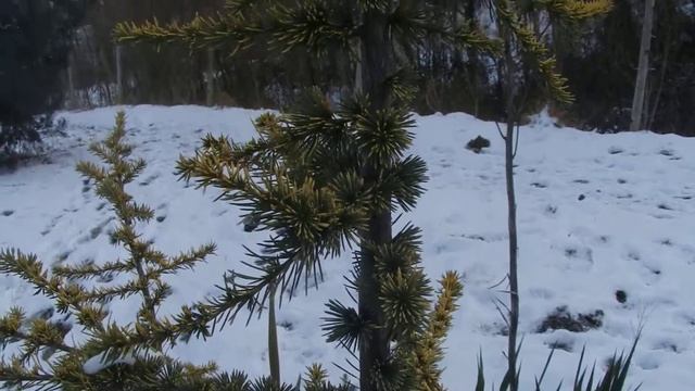 Cedrus atlantica 'Aurea' смотреть онлайн