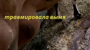 У коровы Марты повреждено вымя, из-за чего в молоке появилась кровь. Я продал бычка и купил сено