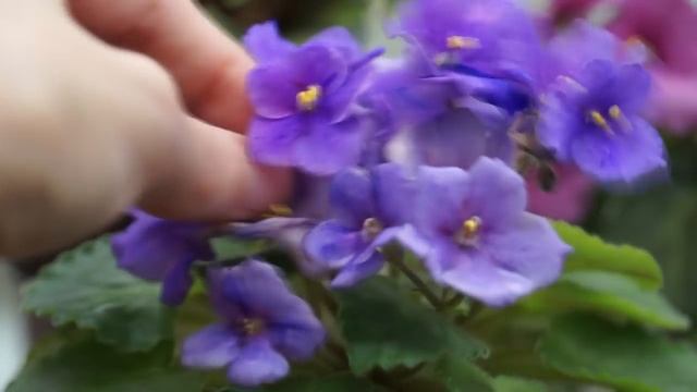 Мой ЦВЕТУЩИЙ СЕНТЯБРЬ:ФИАЛКИ,стрептокарпусы. смотреть онлайн