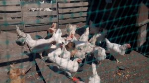 Сколько весит петух в 5 месяцев?Ломан Браун,Леггорн/ Режим петухов