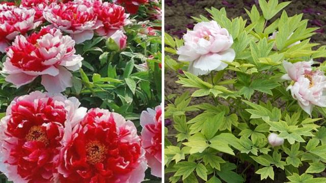 Топ-6 красивых декоративных кустарников, которые стоит посадить весной в саду!