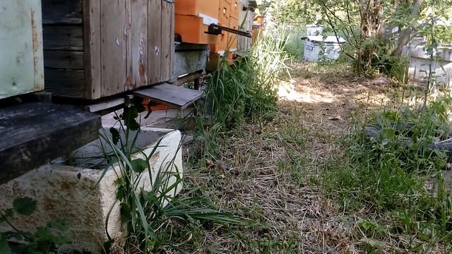 Сегодня на пасеке, 16 мая 2020 г. Что можно взять со слабой семьи? смотреть онлайн