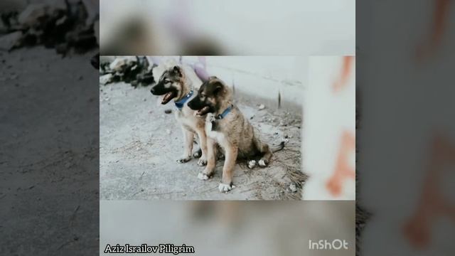 Стихи о жизни." Опомнитесь". Автор слов и чтец Азиз Исраилов Пилигрим поэт Кыргызстана! смотреть онлайн