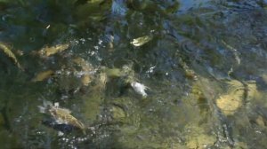 Хорватия Водопады отпуск  KRKA 09.2019